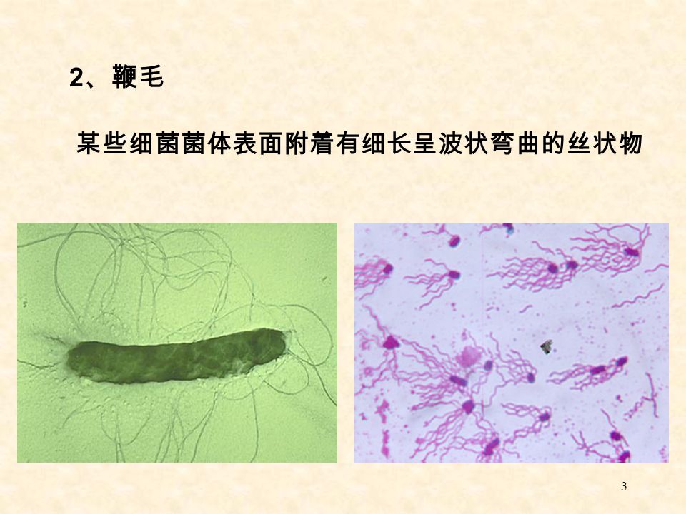3 2 、鞭毛 某些细菌菌体表面附着有细长呈波状弯曲的丝状物
