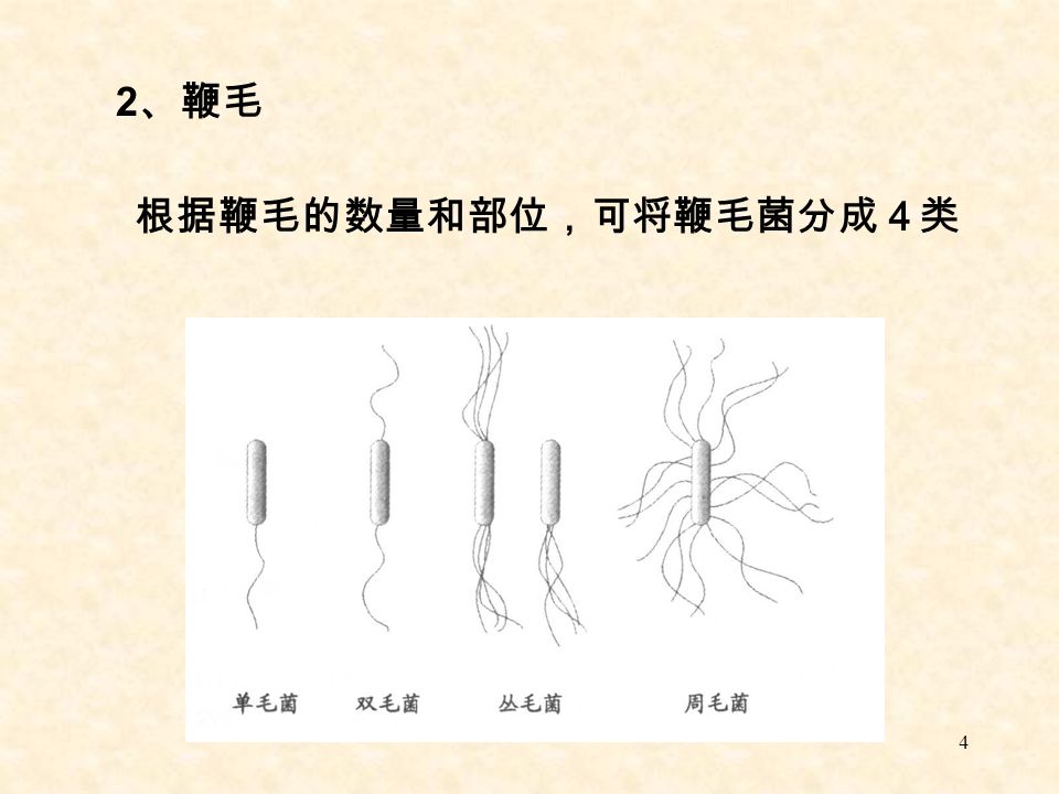 4 2 、鞭毛 根据鞭毛的数量和部位，可将鞭毛菌分成４类