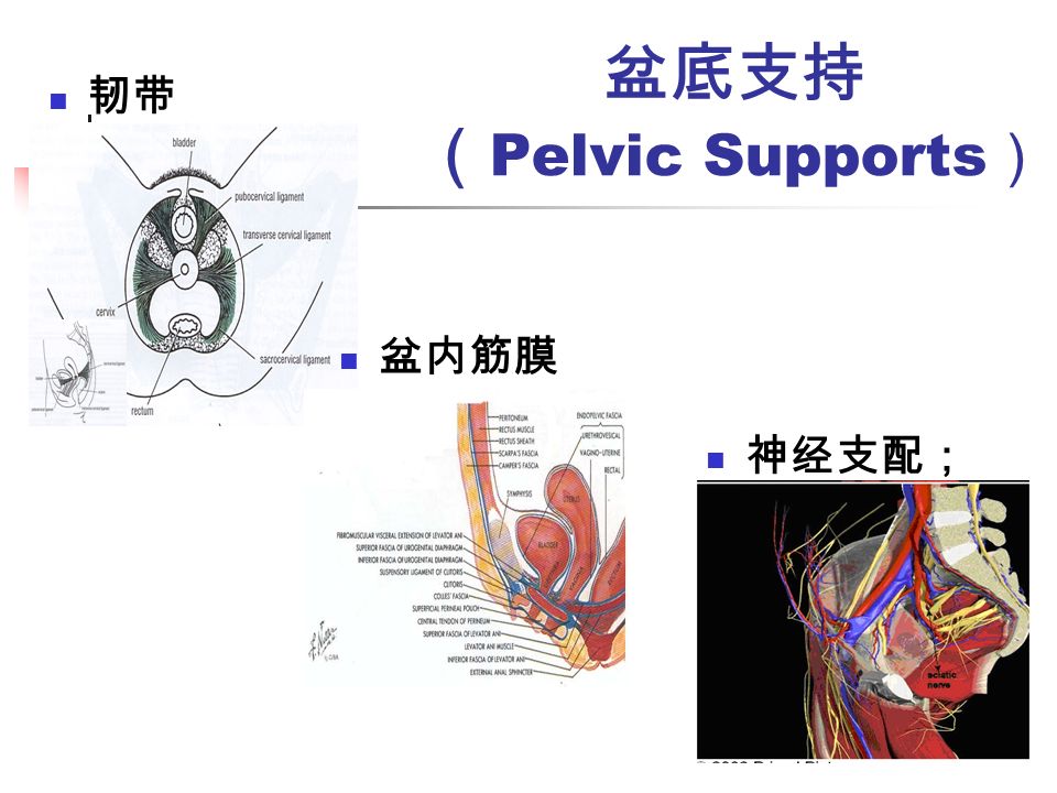 盆底支持 （ Pelvic Supports ） 韧带 神经支配； 盆内筋膜