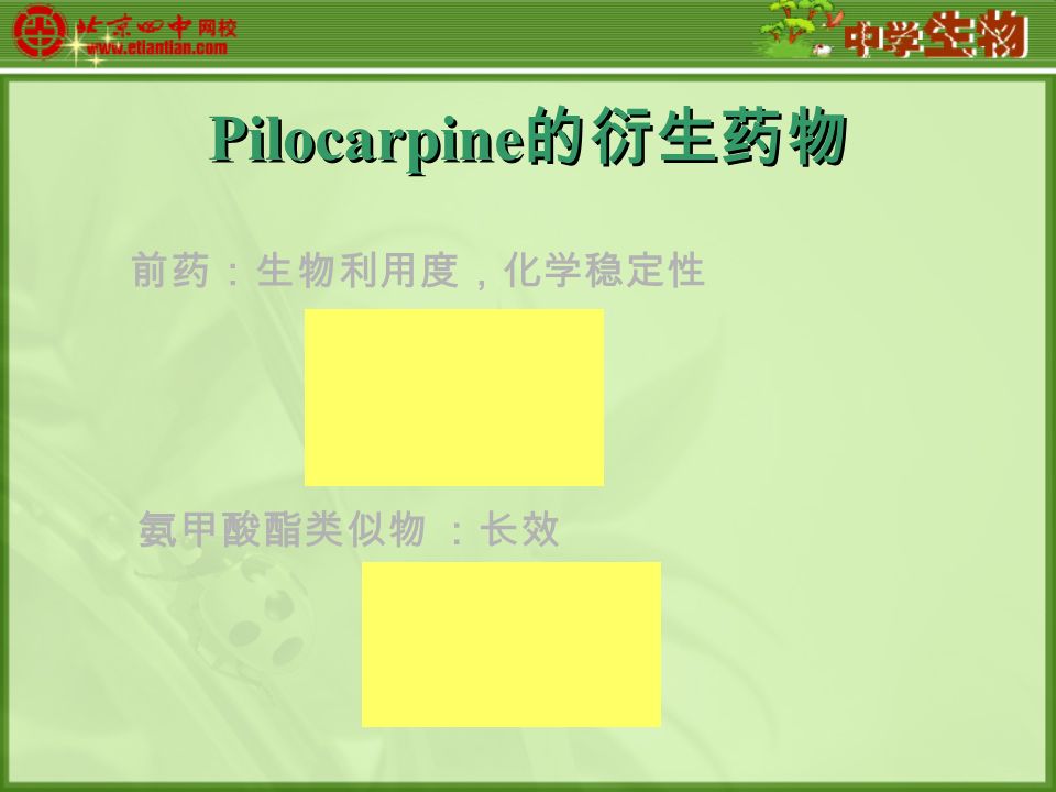 Pilocarpine 的衍生药物 前药：生物利用度，化学稳定性 氨甲酸酯类似物 ：长效