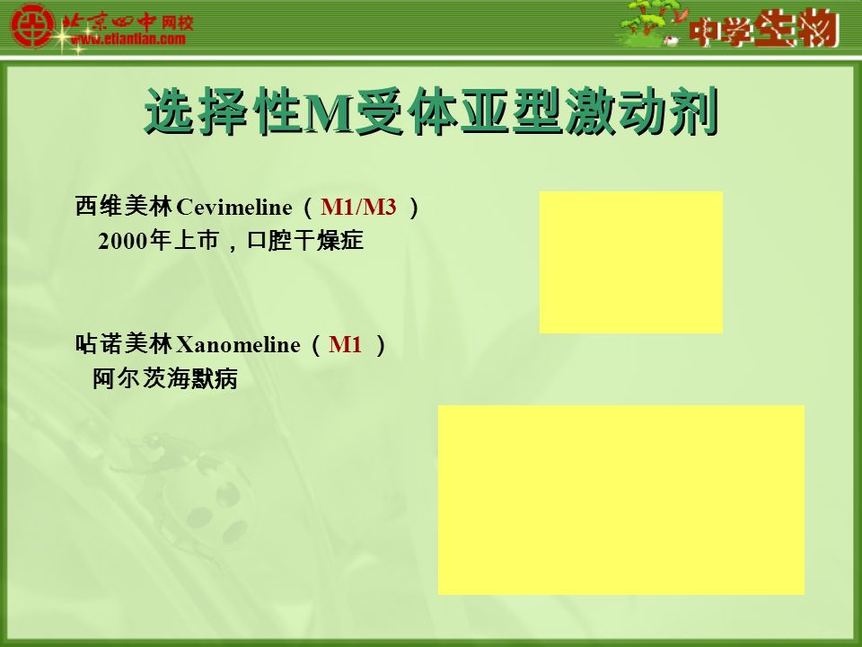 选择性 M 受体亚型激动剂 西维美林 Cevimeline （ M1/M3 ） 2000 年上市，口腔干燥症 呫诺美林 Xanomeline （ M1 ） 阿尔茨海默病
