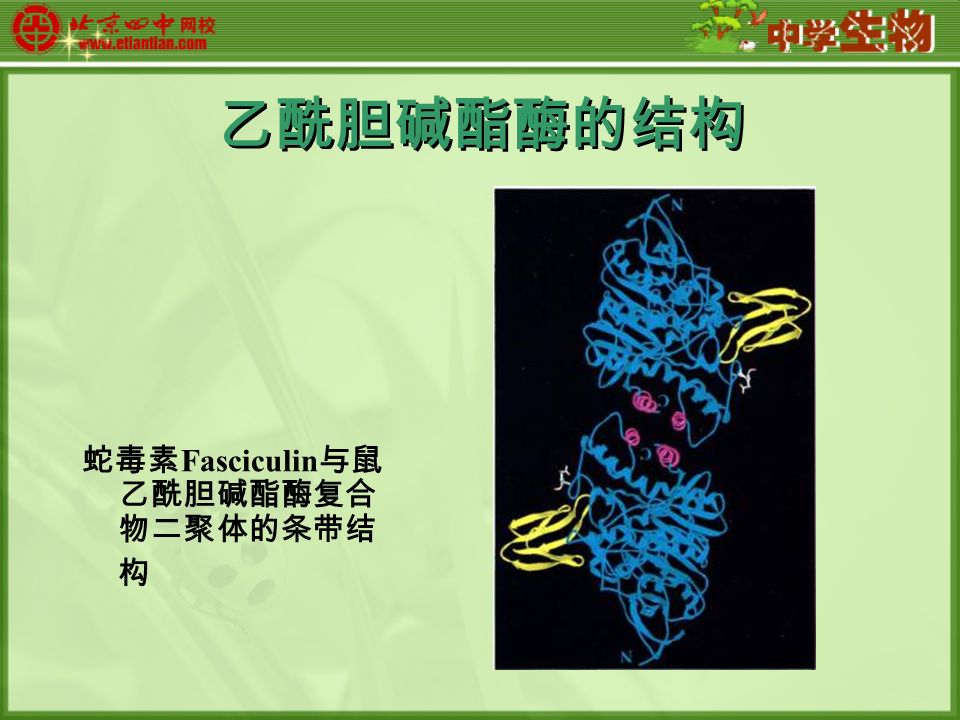 乙酰胆碱酯酶的结构 蛇毒素 Fasciculin 与鼠 乙酰胆碱酯酶复合 物二聚体的条带结 构