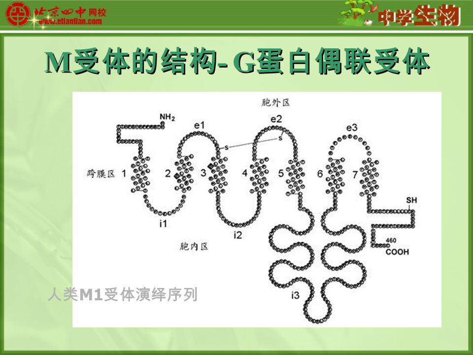 M 受体的结构 - G 蛋白偶联受体 人类 M1 受体演绎序列