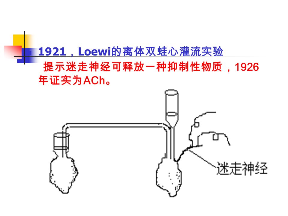 1921 ， Loewi 的离体双蛙心灌流实验 提示迷走神经可释放一种抑制性物质， 1926 年证实为 ACh 。