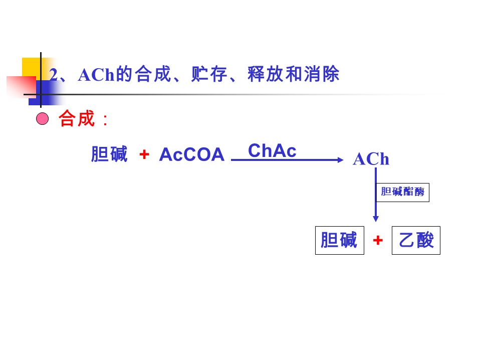 2 、 ACh 的合成、贮存、释放和消除 + 胆碱 AcCOA ChAc ACh 胆碱 胆碱酯酶 乙酸 + 合成：