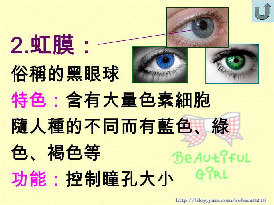 1. 鞏膜 俗稱的眼白 特色：不透明 功能：硬硬的，可以維 持眼球形狀。