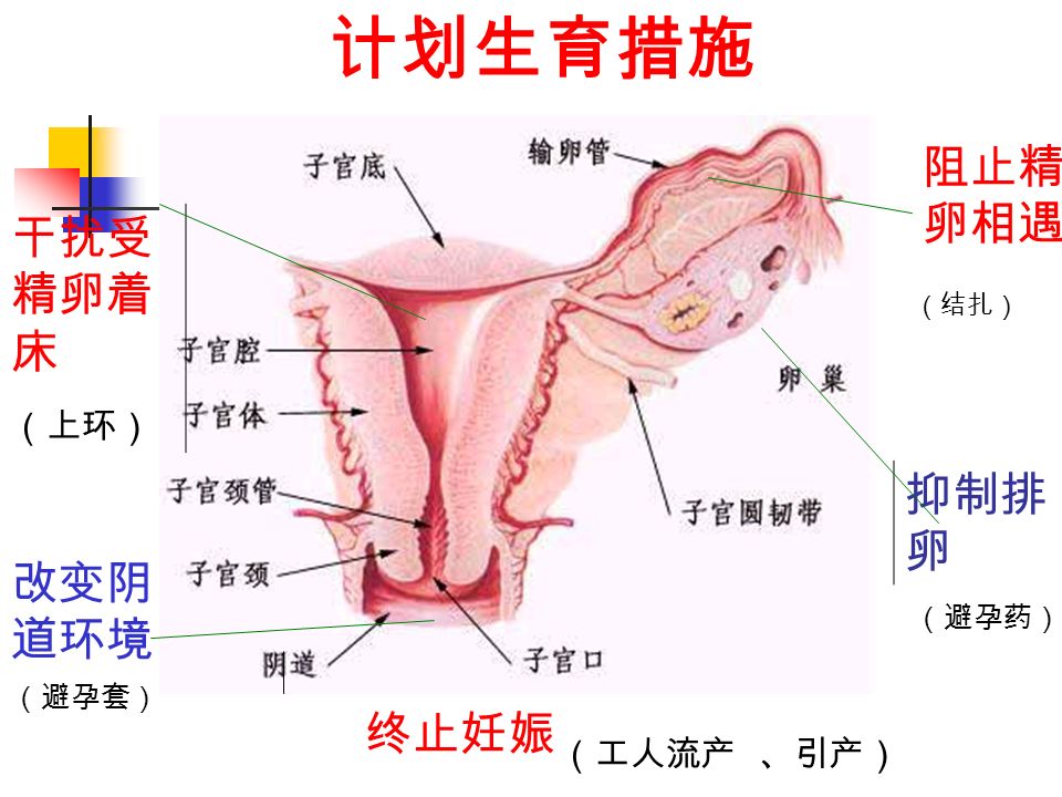 改变阴 道环境 计划生育措施 干扰受 精卵着 床 阻止精 卵相遇 （结扎） （避孕药） （上环） （工人流产 、引产） （避孕套） 抑制排 卵 终止妊娠