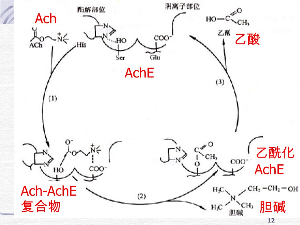 12 AchE Ach-AchE 复合物 胆碱 乙酰化 AchE 乙酸 Ach