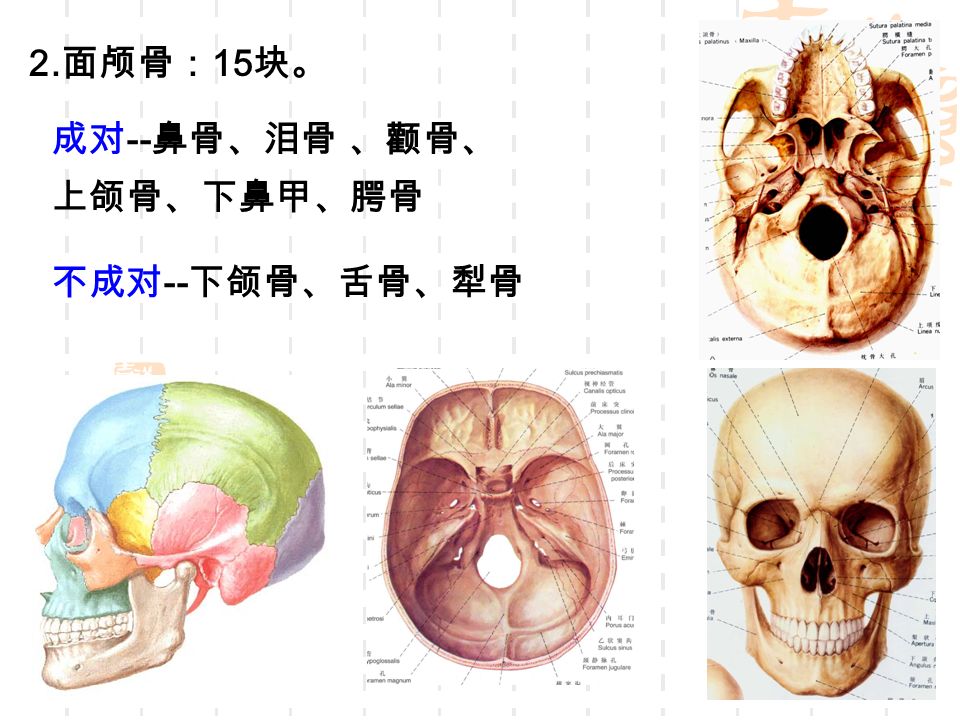 2. 面颅骨： 15 块。 成对 -- 鼻骨、泪骨 、颧骨、 上颌骨、下鼻甲、腭骨 不成对 -- 下颌骨、舌骨、犁骨