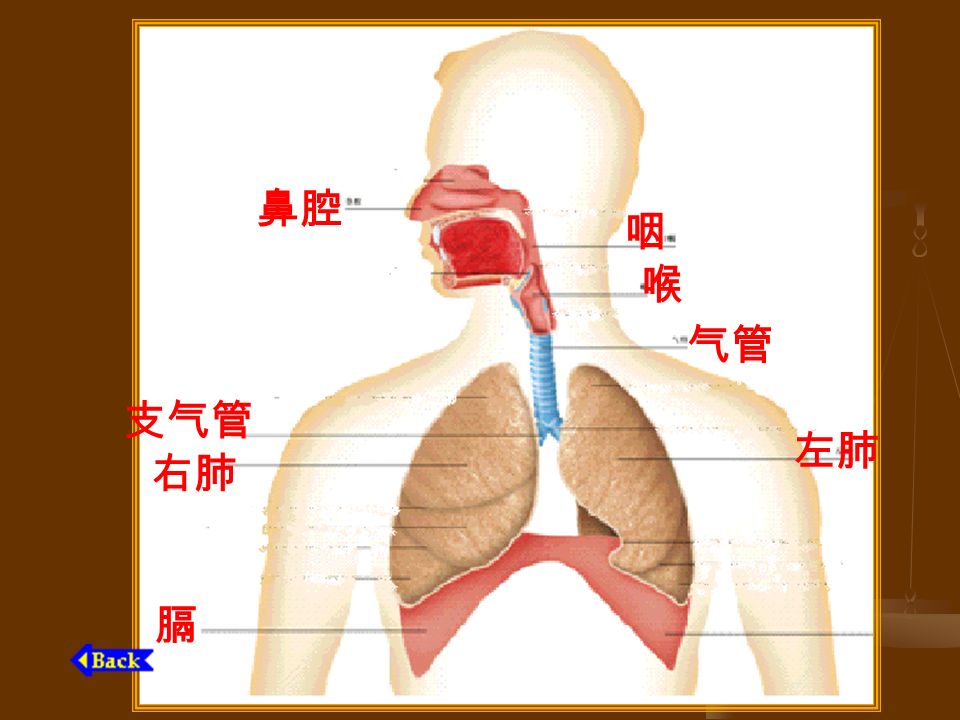 左肺 鼻腔 咽 喉 气管 支气管 右肺 膈