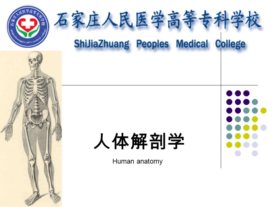 人体解剖学 Human anatomy