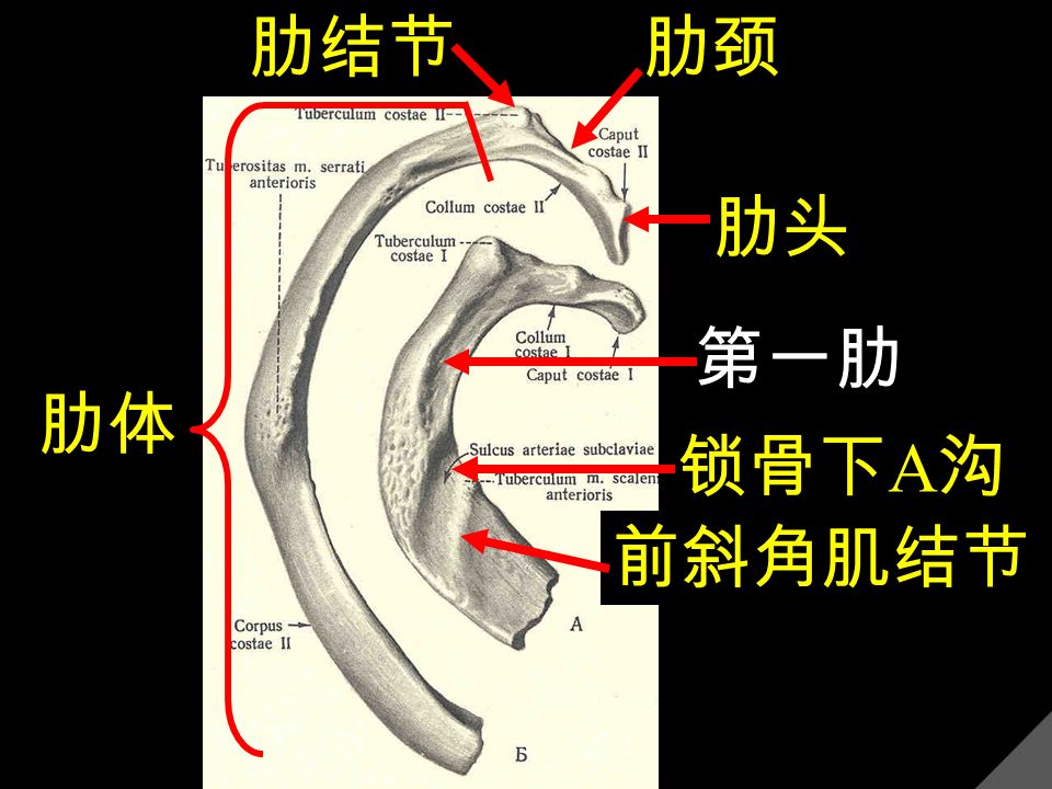 肋体 肋颈肋结节 肋头 第一肋 锁骨下 A 沟 前斜角肌结节