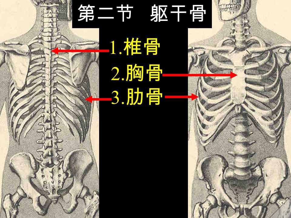 2. 胸骨 1. 椎骨 3. 肋骨 第二节 躯干骨