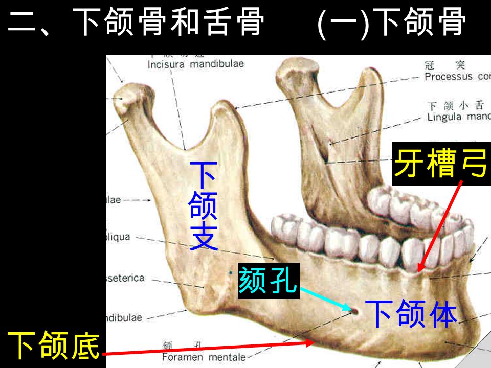 二、下颌骨和舌骨 下颌 体 ( 一 ) 下颌骨 下颌 底 颏孔 牙槽弓