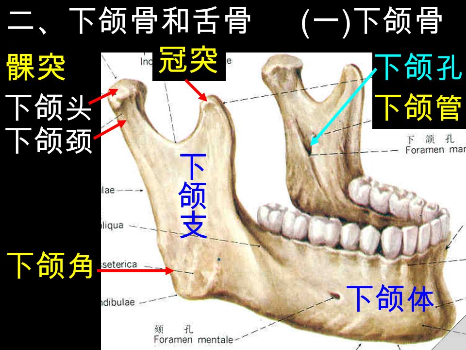 二、下颌骨和舌骨 下颌 体 ( 一 ) 下颌骨 下颌 角 下颌 头 下颌 颈 髁突 冠突 下颌 管 下颌 孔