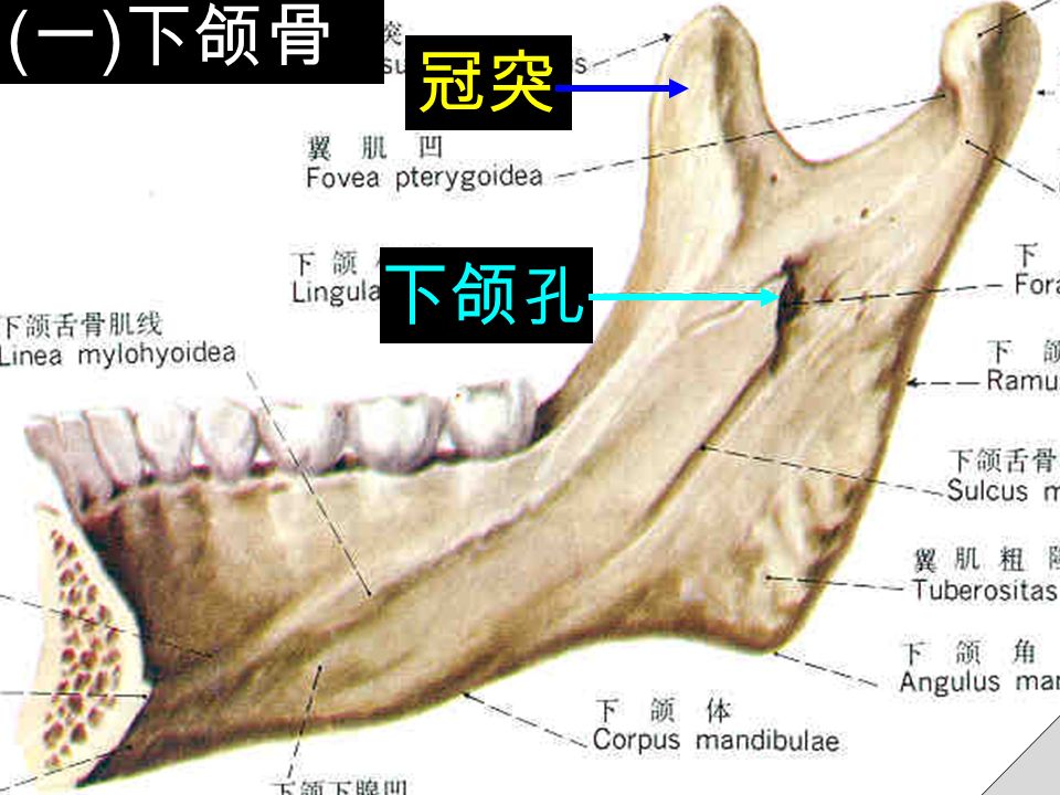 ( 一 ) 下颌骨 冠突 下颌 孔
