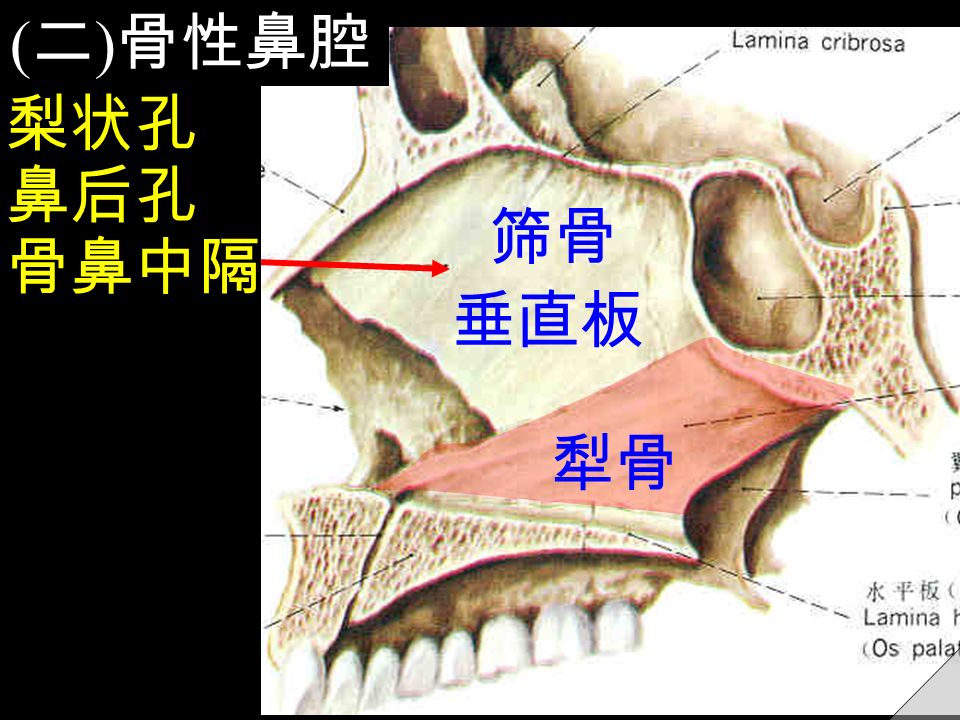 梨状孔 骨鼻中隔 鼻后孔 ( 二 ) 骨性鼻腔 筛骨 垂直板 犁骨