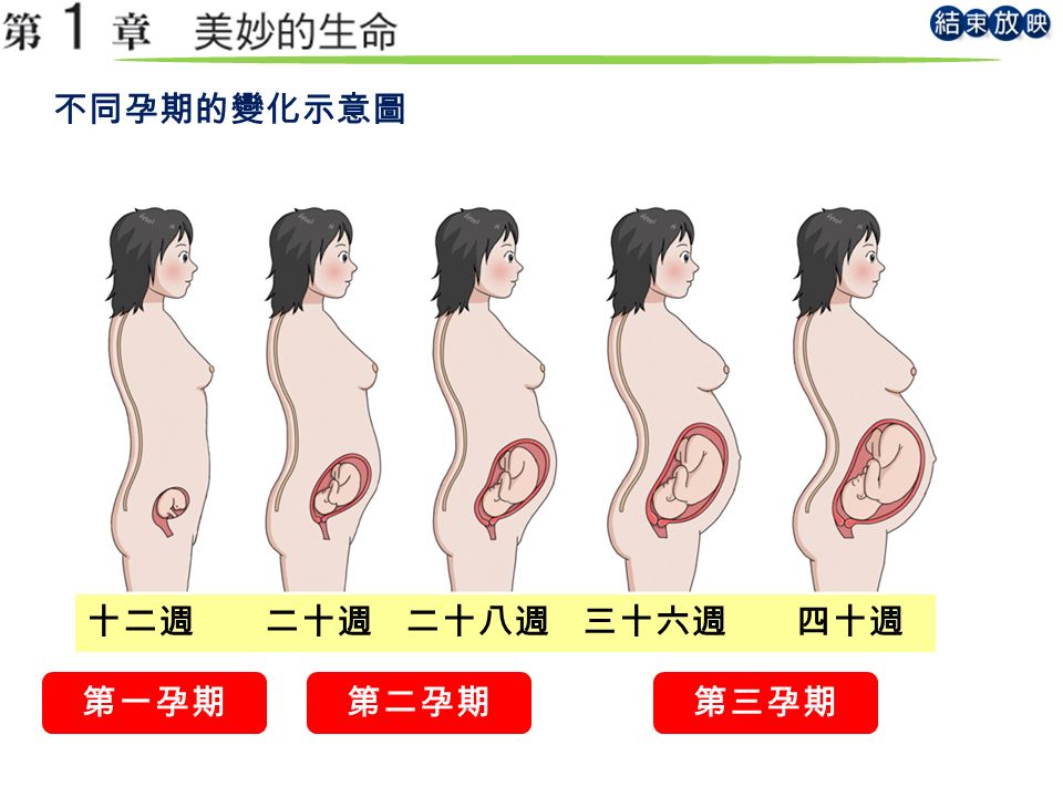 不同孕期的變化示意圖 十二週 二十週 二十八週 三十六週 四十週 第一孕期第二孕期第三孕期