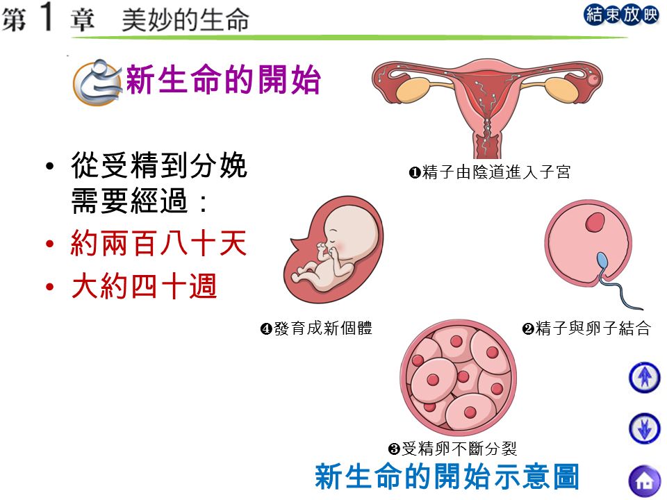 新生命的開始 從受精到分娩 需要經過： 約兩百八十天 大約四十週 新生命的開始示意圖 ❶精子由陰道進入子宮 ❷精子與卵子結合 ❸受精卵不斷分裂 ❹發育成新個體