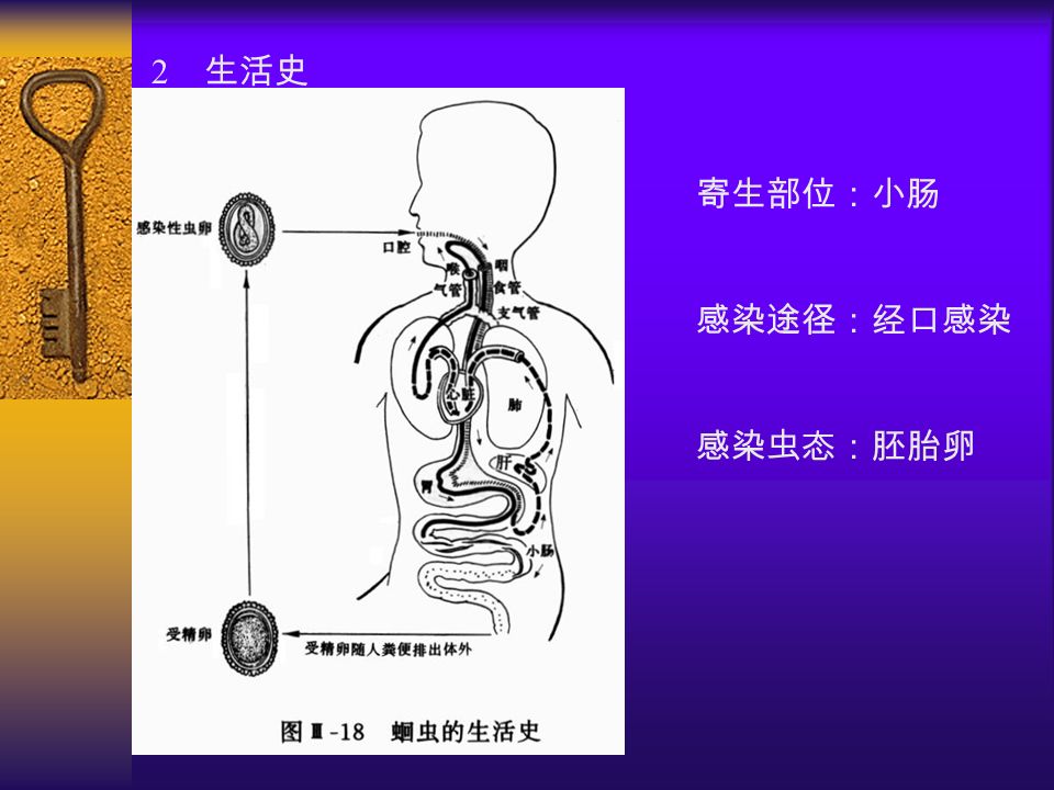 2 生活史 寄生部位：小肠 感染途径：经口感染 感染虫态：胚胎卵