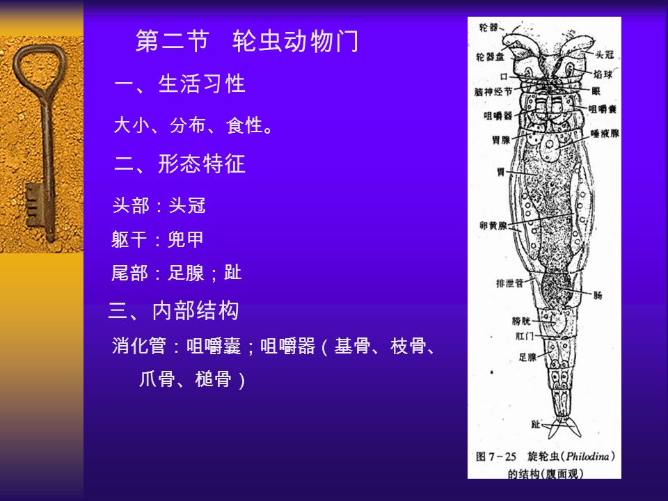 第二节 轮虫动物门 一、生活习性 大小、分布、食性。 二、形态特征 头部：头冠 躯干：兜甲 尾部：足腺；趾 三、内部结构 消化管：咀嚼囊；咀嚼器（基骨、枝骨、 爪骨、槌骨）