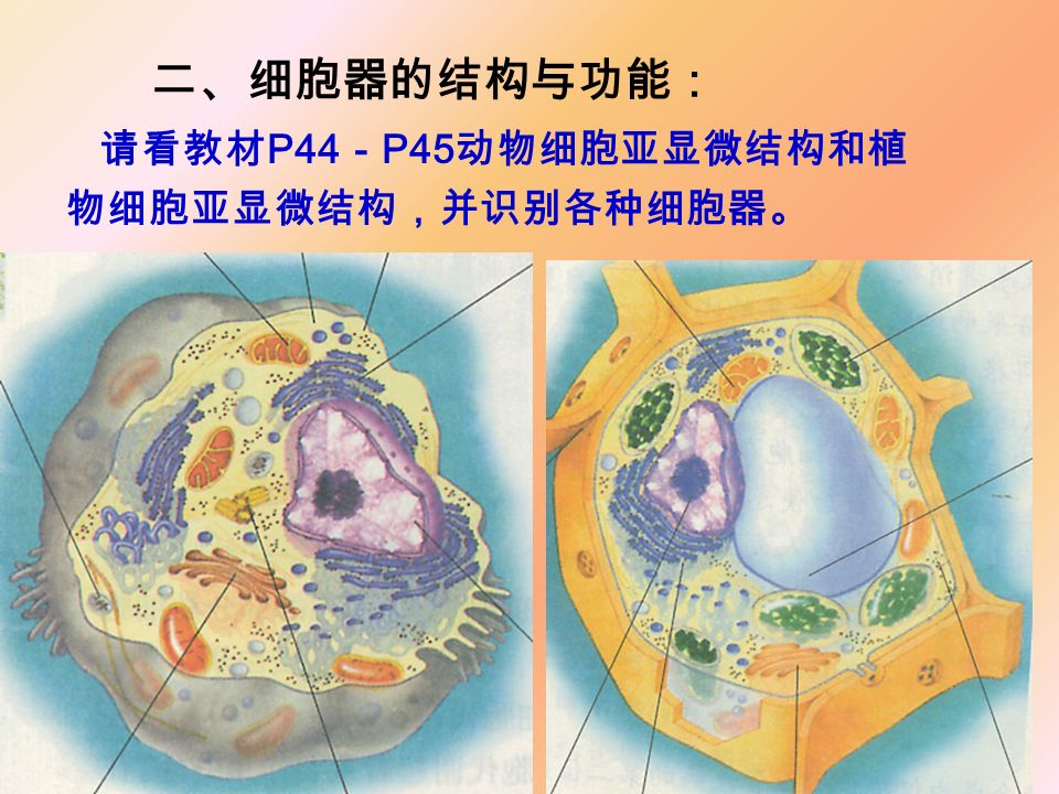 请看教材 P44 － P45 动物细胞亚显微结构和植 物细胞亚显微结构，并识别各种细胞器。 二、细胞器的结构与功能：
