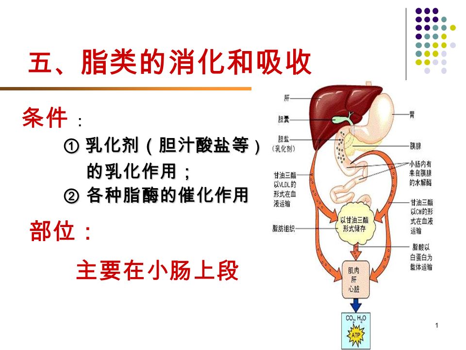 21 条件 ： ① 乳化剂（胆汁酸盐等 ） 的乳化作用； ② 各种脂酶的催化作用 部位： 主要在小肠上段 五、 脂类的消化和吸收