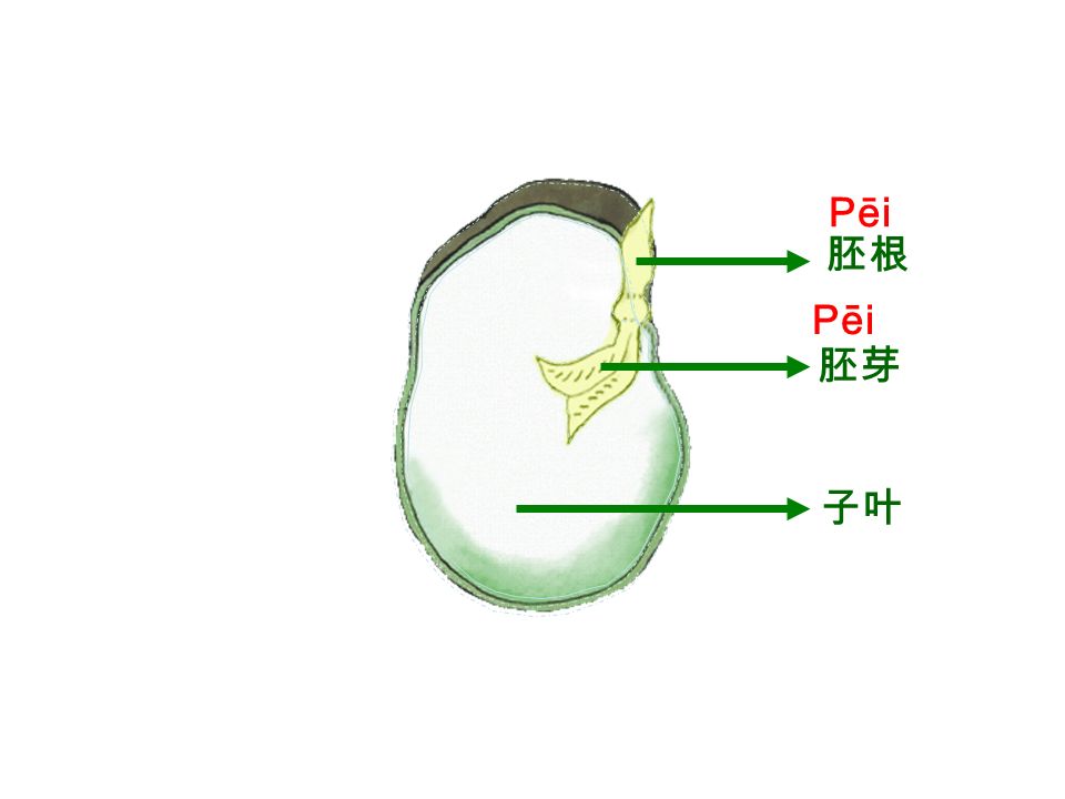 种皮 胚 Pēi 种子里最重要的部分是胚。胚是 有生命的，可以发育成一株植物。