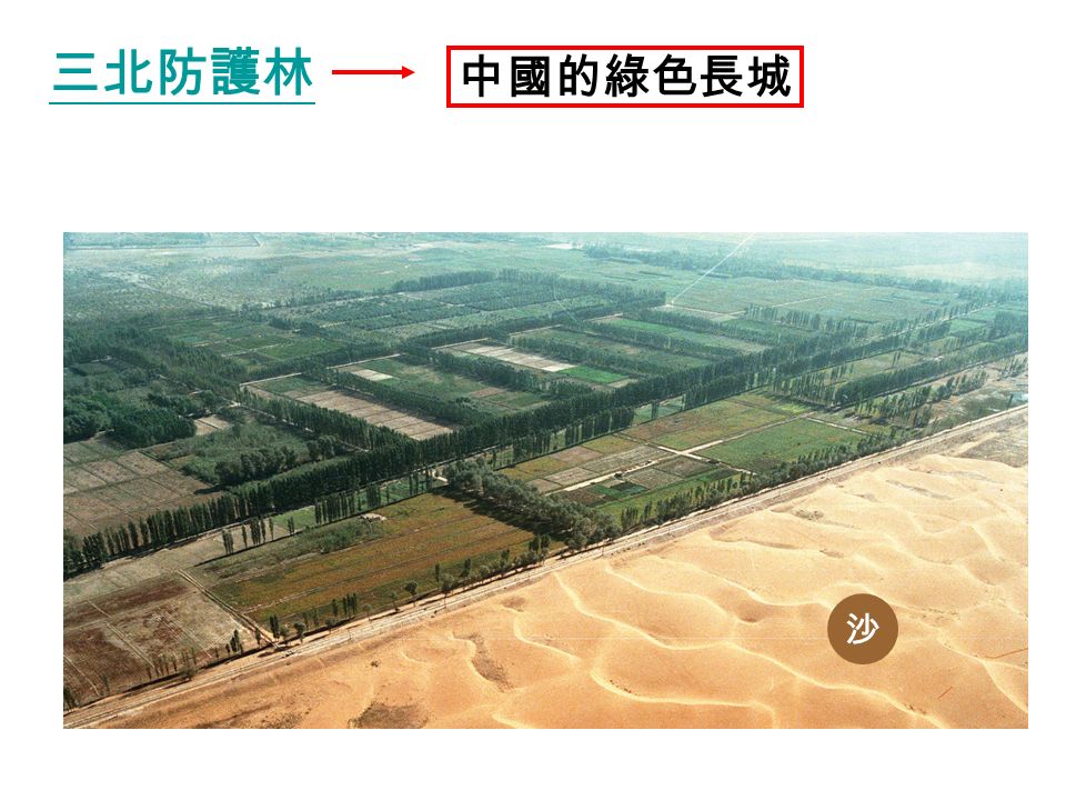 三北防護林 中國的綠色長城 沙