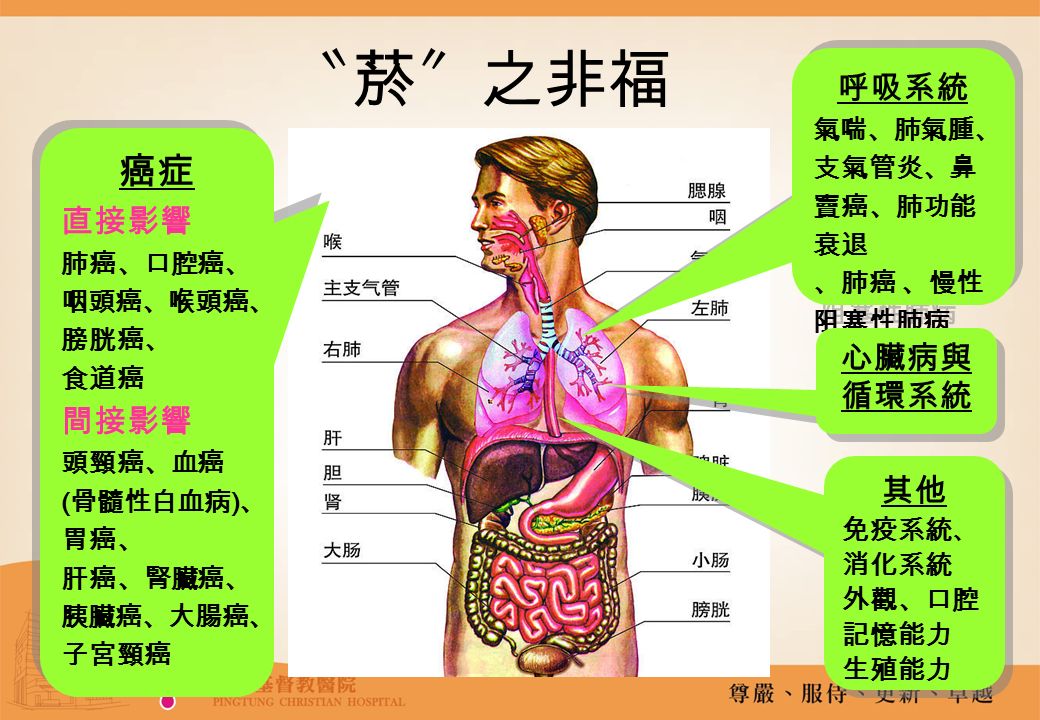 12 〝菸〞之非福 所有癌症死亡人口中，有30%和吸菸有關 在台灣，每5個癌症死亡人口便有1個死於肺癌 吸菸的青少年成為酗酒者的機會是不吸菸者的 10倍。嘗試毒品的機會比不吸菸者高出25倍 15歲以下就開始吸菸的吸菸者，縱使以後戒菸 ，細胞中DNA的病變仍高達164種，得到肺癌 的機率是正常人的5倍 每天吸一包菸將提高關節炎的罹病率 50 ％ 吸菸將使6百萬人死於癌症、心臟疾病、肺氣腫 和其他相關疾病