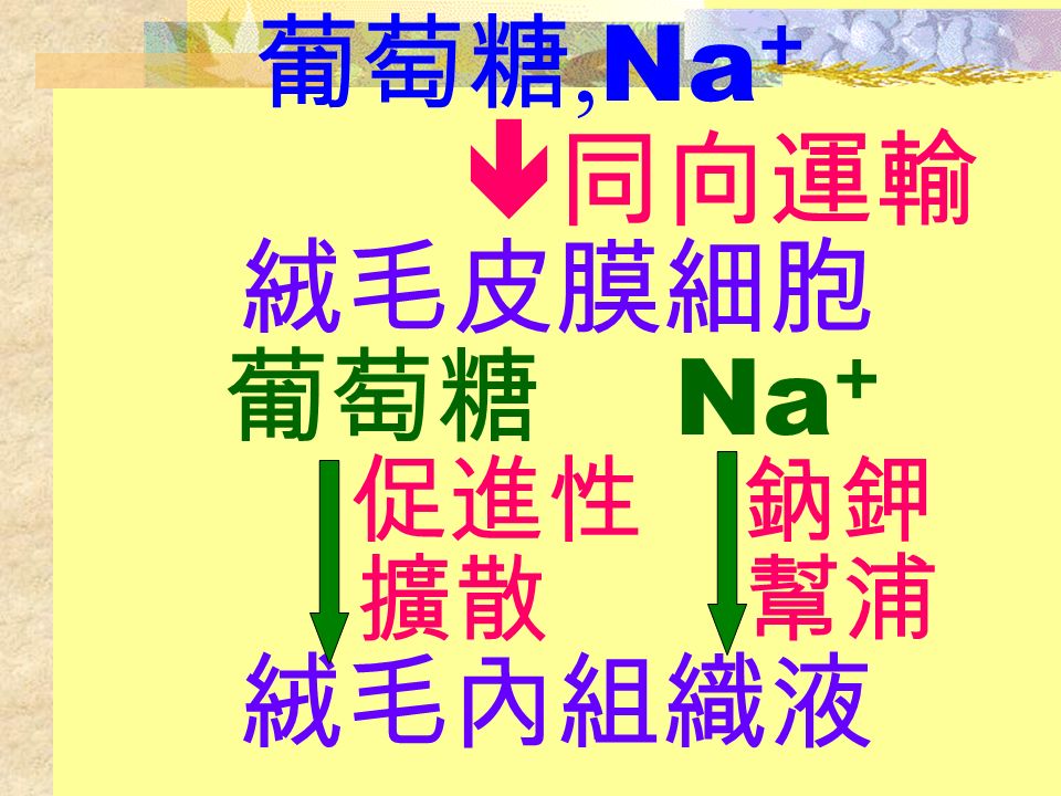 葡萄糖, Na +  同向運輸 絨毛皮膜細胞 葡萄糖 Na + 促進性 鈉鉀 擴散 幫浦 絨毛內組織液
