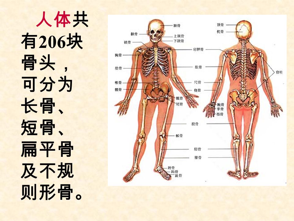 人体共 有 206 块 骨头， 可分为 长骨、 短骨、 扁平骨 及不规 则形骨。
