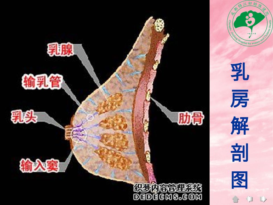 乳房护理乳房护理主讲 林芳乳房解剖图乳房解剖图乳房在悄悄的变化你首先要知道 每个乳房有个乳腺 每一个乳腺都开口于乳头 乳腺是由腺泡和乳腺导管组成 腺泡分泌乳汁 乳腺导管向外输送乳汁 在乳腺之间还有许多结缔组织和脂肪 乳房表面被皮肤覆盖着 Ppt Download