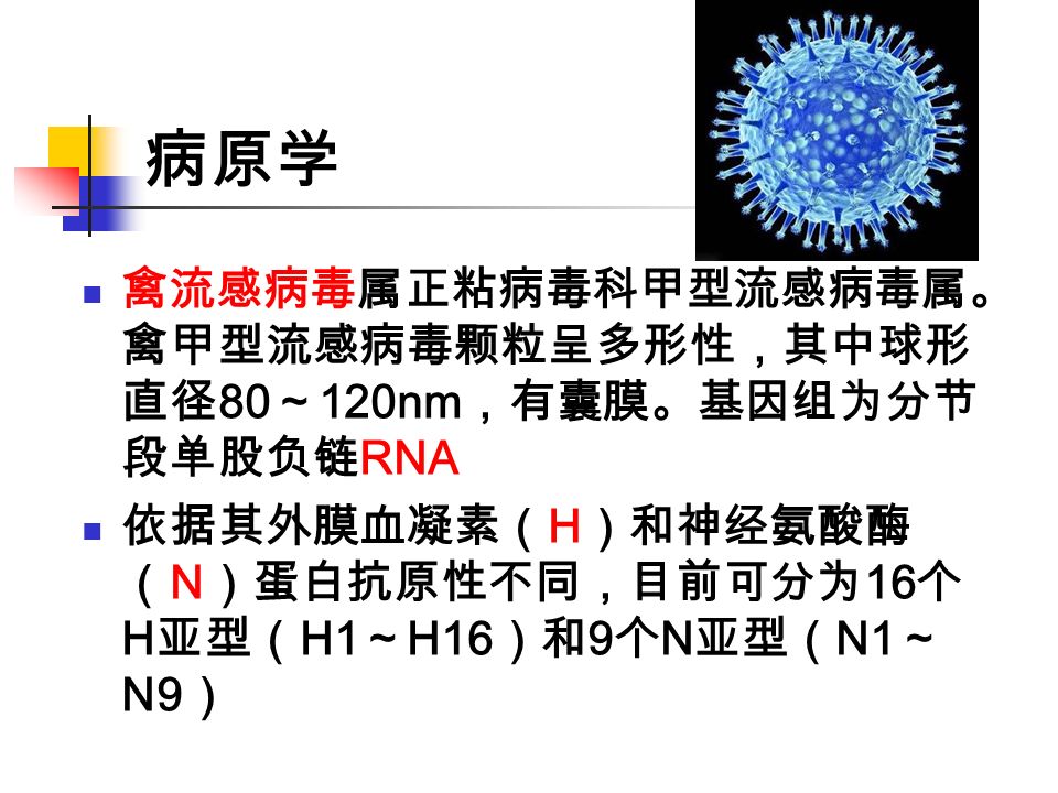 病原学 禽流感病毒属正粘病毒科甲型流感病毒属。 禽甲型流感病毒颗粒呈多形性，其中球形 直径 80 ～ 120nm ，有囊膜。基因组为分节 段单股负链 RNA 依据其外膜血凝素（ H ）和神经氨酸酶 （ N ）蛋白抗原性不同，目前可分为 16 个 H 亚型（ H1 ～ H16 ）和 9 个 N 亚型（ N1 ～ N9 ）