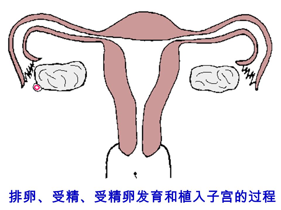 精子和卵细胞 精子卵细胞
