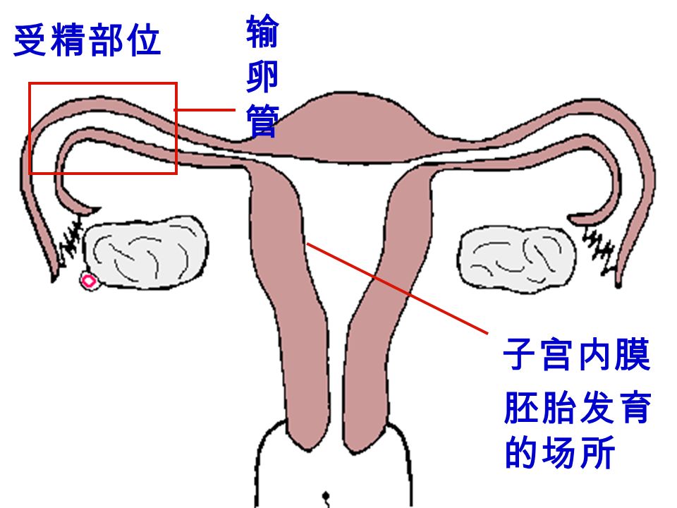 排卵、受精、受精卵发育和植入子宫的过程