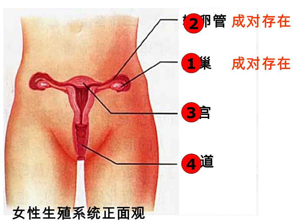 膀胱 精囊腺 前列腺 输精管 尿道 阴茎 附睾 阴囊 睾丸 男性生殖系统正面观 成对存在