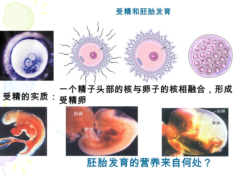 一、受精及受精卵植入子宫的过程 _______ 。 2. 在早期胚胎发育中营养来源于 _______ 。 卵黄 卵巢 卵细胞 受精卵 精子 子宫 子宫内膜 _______ 1.