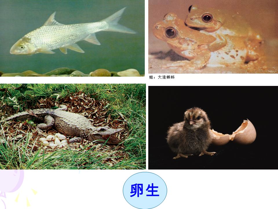 （ 2 ）有性生殖的多样性： a 、受精方式不同 体内 受精 爬行类、鸟类、 哺乳类、昆虫 体外 受精 鱼类、两栖类