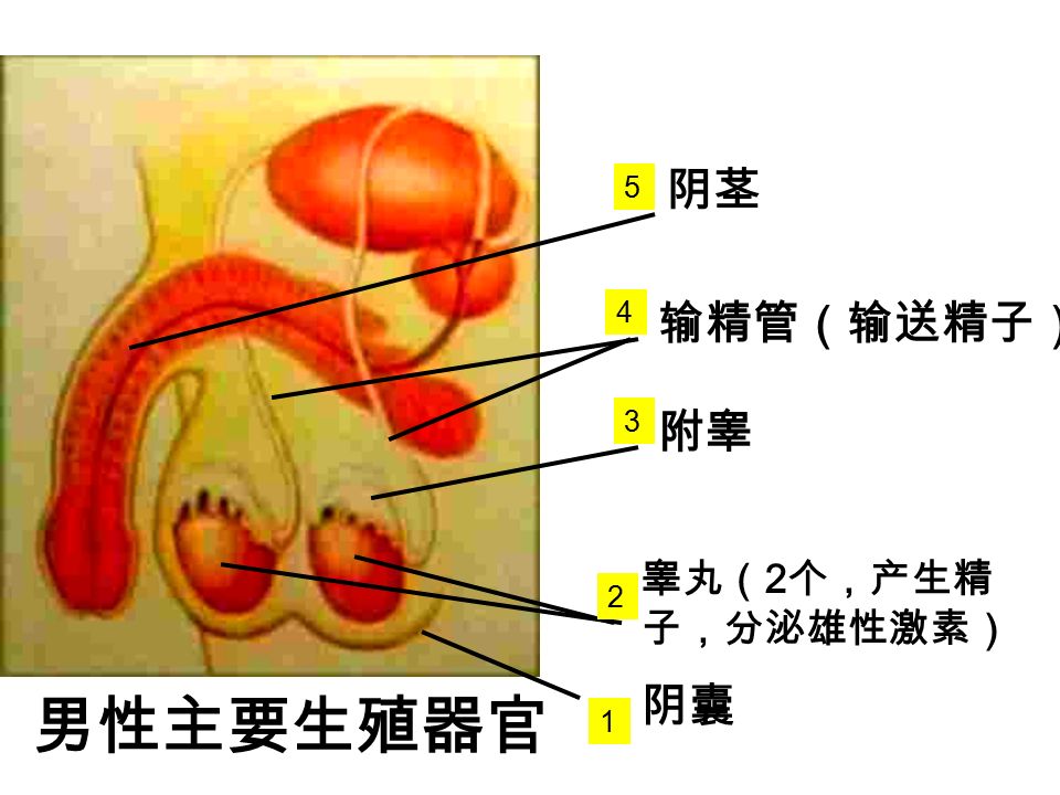 器官功能共同点器官功能共同点 男性 生殖 系统 睾丸输精管 女性 生殖 系统 卵巢输卵管 产生精 子，分 泌雄性 激素 输送精 子 小组活动 1 ：男女大不同 产生卵 子，分 泌雌性 激素 输送卵 子