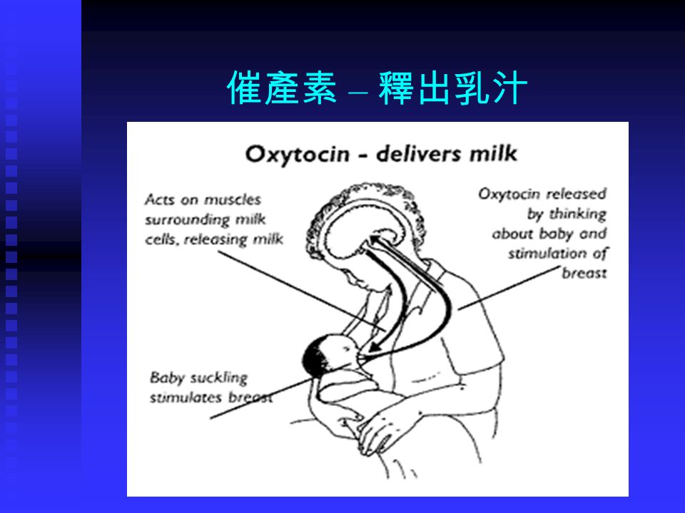 催產素 – 釋出乳汁