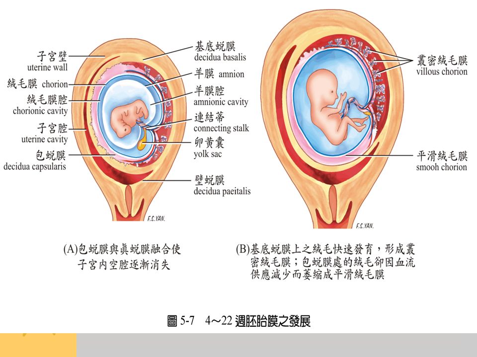 圖 ～ 22 週胚胎膜之發展
