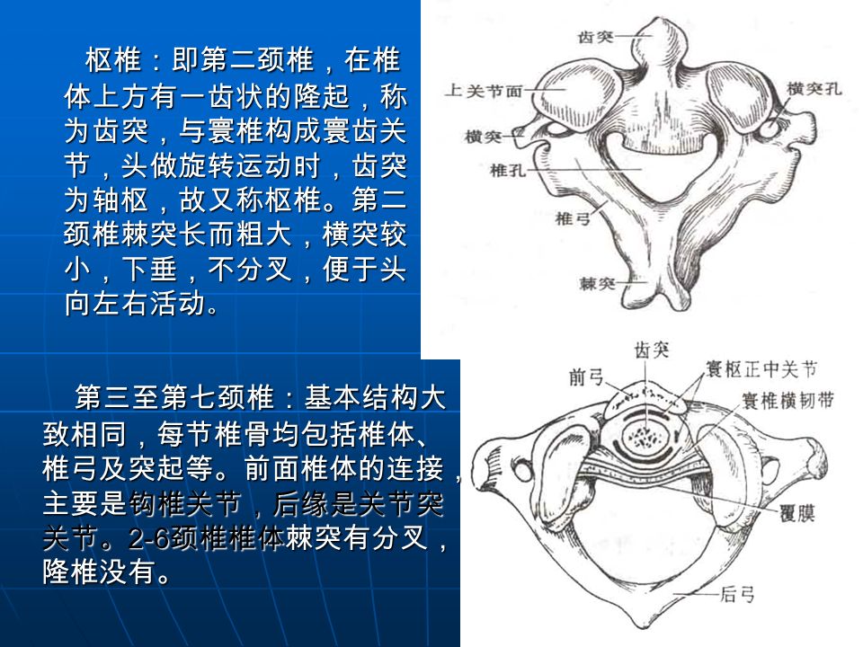 颈椎矢状面解剖图图片