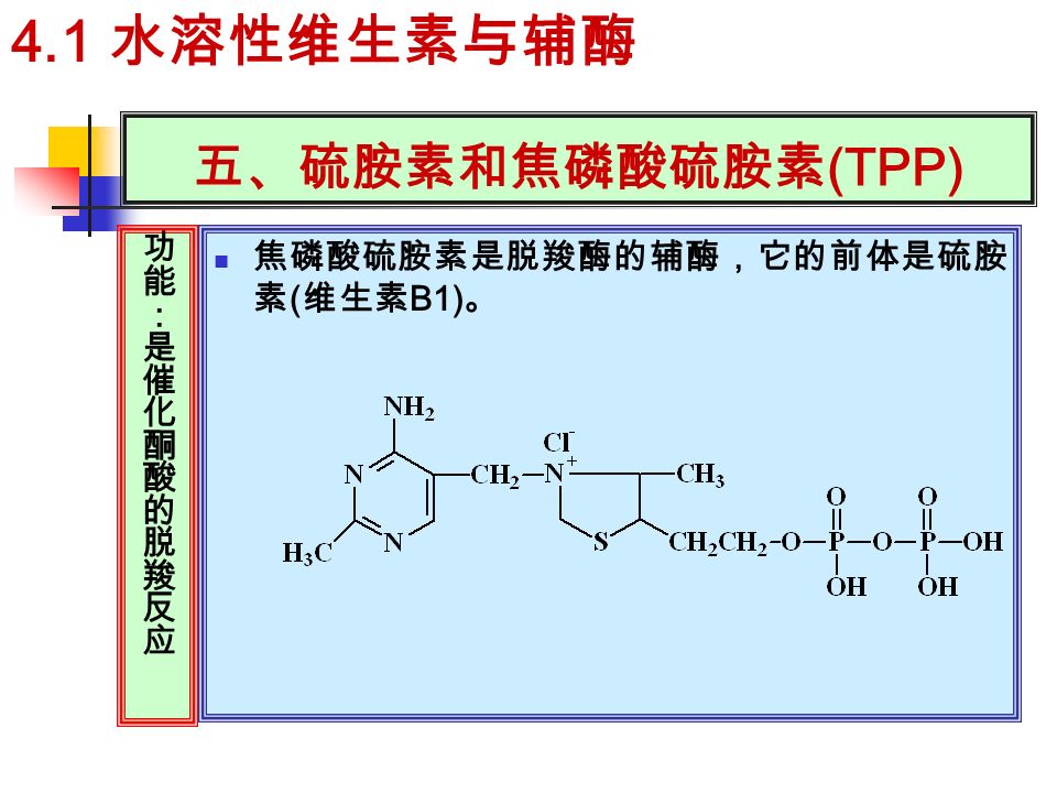 五、硫胺素和焦磷酸硫胺素 (TPP) 焦磷酸硫胺素是脱羧酶的辅酶，它的前体是硫胺 素 ( 维生素 B1) 。 4.1 水溶性维生素与辅酶