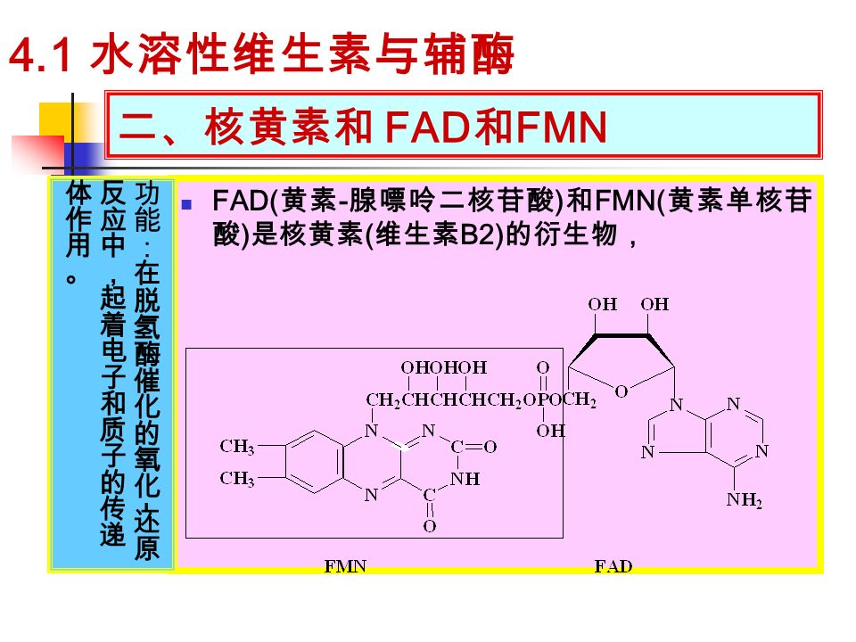 二、核黄素和 FAD 和 FMN FAD( 黄素 - 腺嘌呤二核苷酸 ) 和 FMN( 黄素单核苷 酸 ) 是核黄素 ( 维生素 B2) 的衍生物， 4.1 水溶性维生素与辅酶
