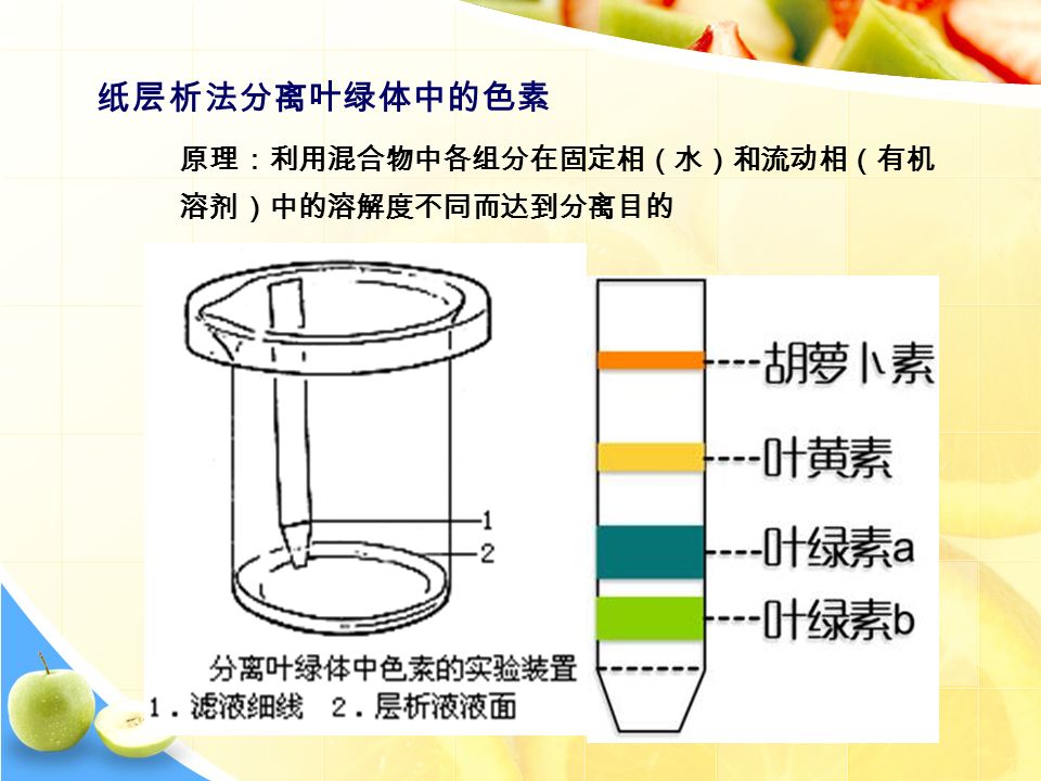 纸层析法分离叶绿体中的色素 原理：利用混合物中各组分在固定相（水）和流动相（有机 溶剂）中的溶解度不同而达到分离目的