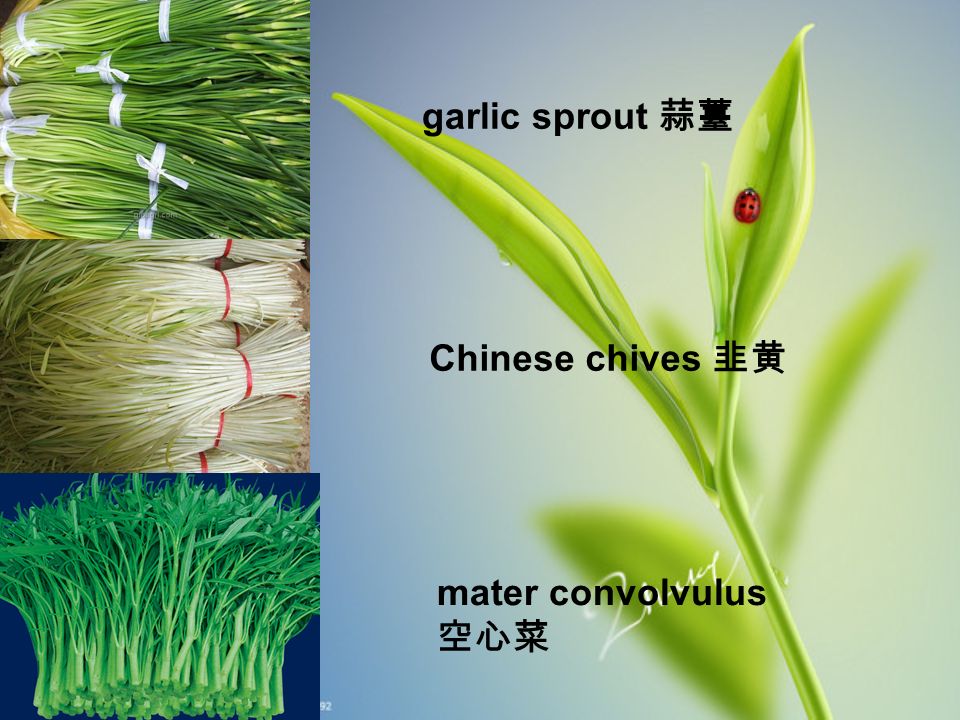 Chinese chives 韭黄 garlic sprout 蒜薹 mater convolvulus 空心菜