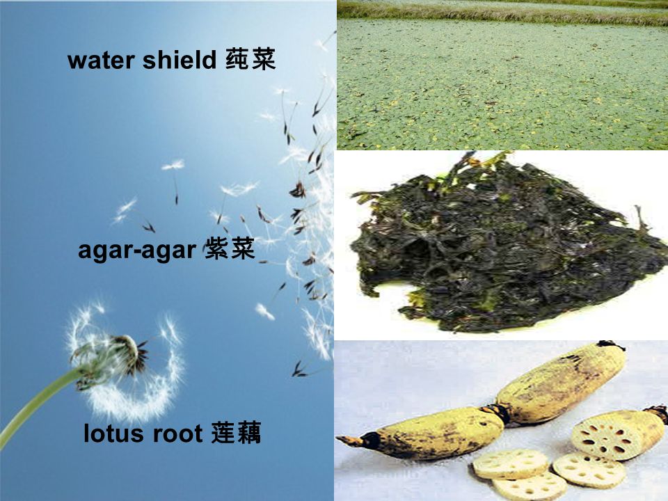 water shield 莼菜 agar-agar 紫菜 lotus root 莲藕