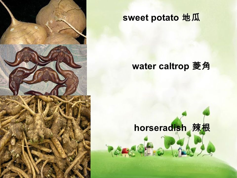 sweet potato 地瓜 water caltrop 菱角 horseradish 辣根