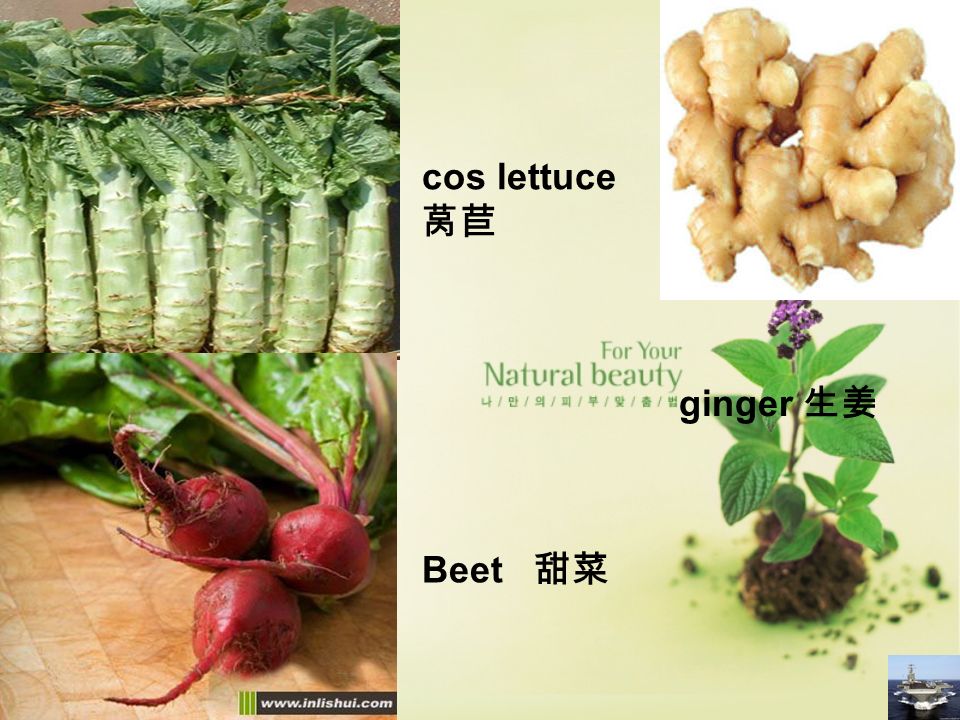 cos lettuce 莴苣 Beet 甜菜 ginger 生姜